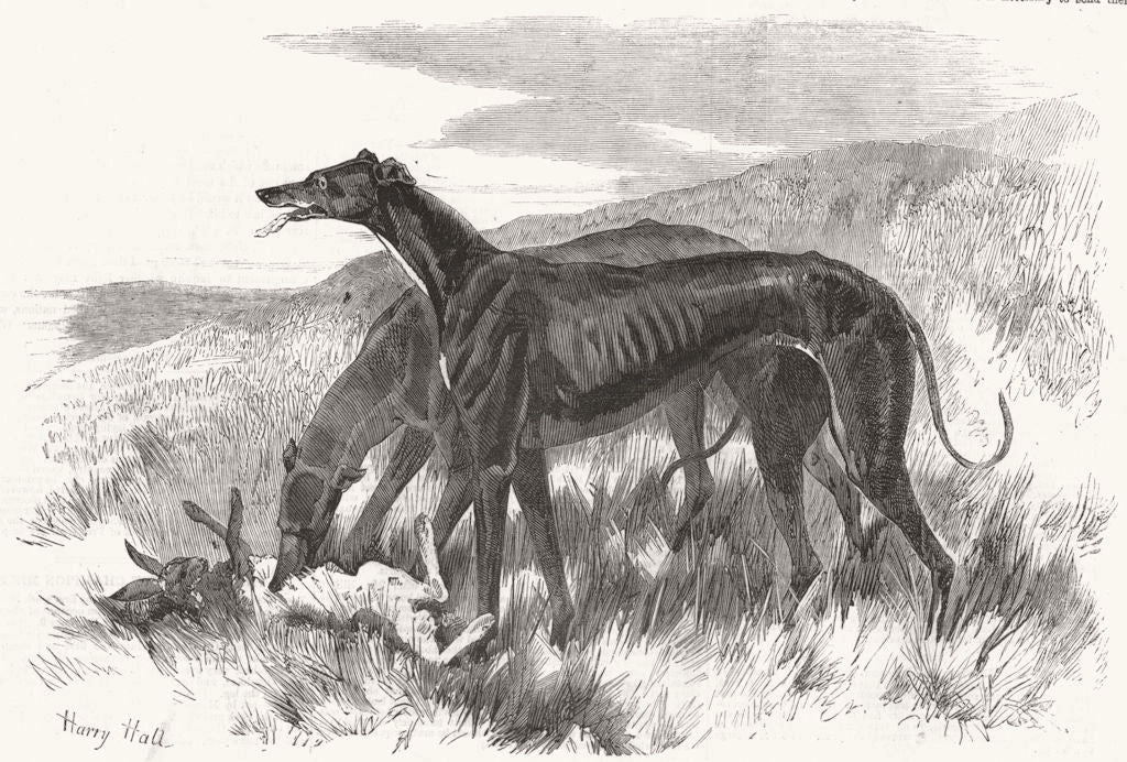 DOGS. Greyhounds Lady Clare and Asylum 1856 old antique vintage print picture